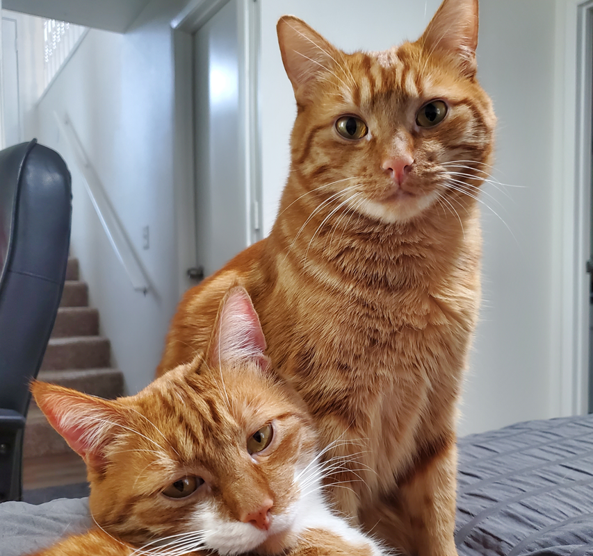 Two orange cats belonging to JT (Jonathan Taylor)
